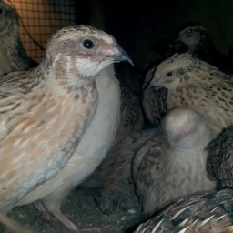 Karachi Quail Farm