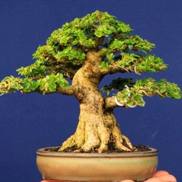 Garden center nursery