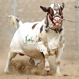 Cow Mandi 2018
