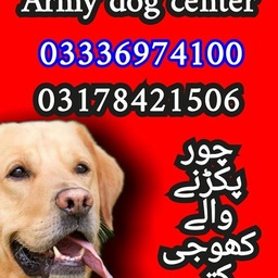Army dog center karachi 03336974100