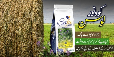 Noorani Seeds