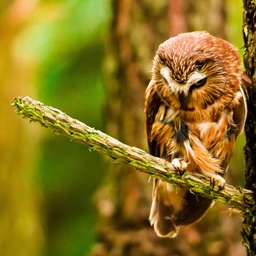 BIRDS-PAKISTAN - BRAINS FOR INNOVATIVE RESEARCH, DEVELOPMENT
