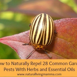 Perfect Inegrated Pest Management services