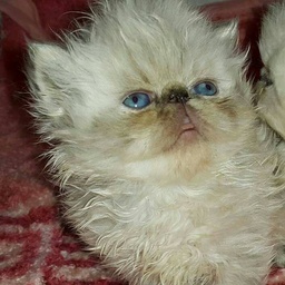 Persian  Cats corner cattery