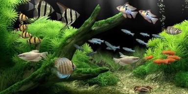 JBEE aquariums