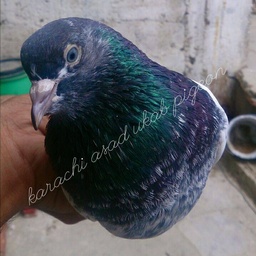 Karachi Asad Ukab Pigeon