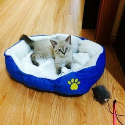 Lahore pets accessories