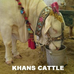 Khan's Cattle