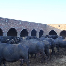 Premium Buffalo Farm