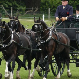 ROCKING HORSE INDUSTRY