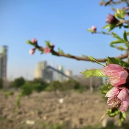 FCCL