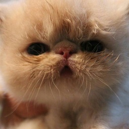 Persian  Cats corner cattery