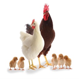 Sadiq Feeds (Pvt) Ltd
