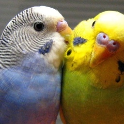 M&M Budgerigars