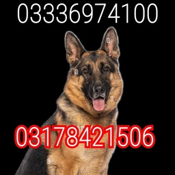 Army dog center rawalpindi 03178421506