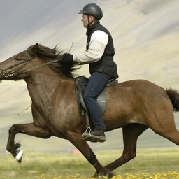 ROCKING HORSE INDUSTRY