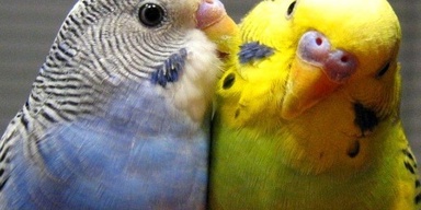 M&M Budgerigars