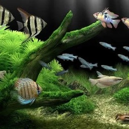 JBEE aquariums