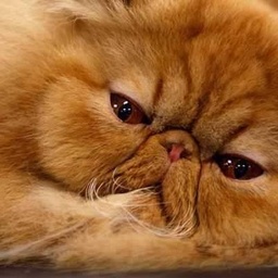 Persian  Cats corner cattery