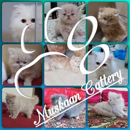 Muskaan Cattery