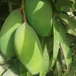 QDS Exporters
