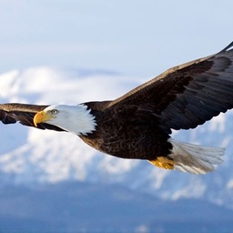 Eagle Online Shopping