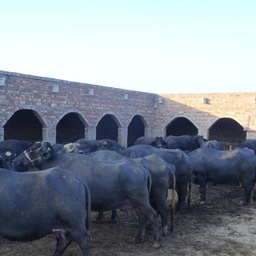 Premium Buffalo Farm