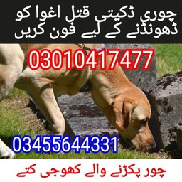 Army dog center pakistan 03010417477