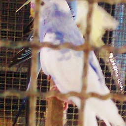 M&M Budgerigars