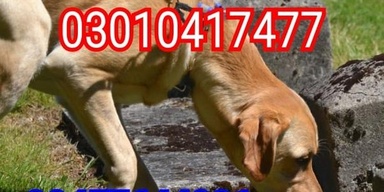 Army dog center pakistan 03010417477