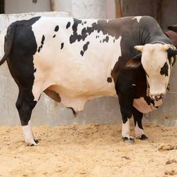 Cow Mandi 2018