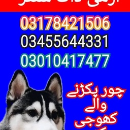 Army dog center lahore