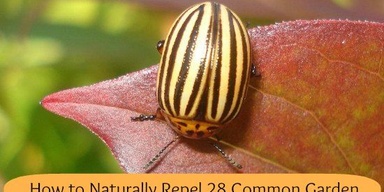 Perfect Inegrated Pest Management services