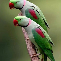 SK Parrot