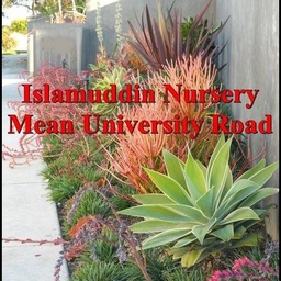 Islamuddin Plants Nursery