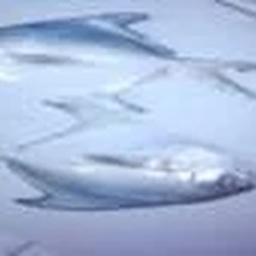 Jeewani Fisheries