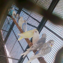 M&M Budgerigars
