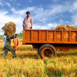 Rice International Pvt. Ltd