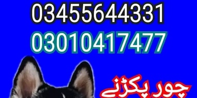 Army dog center Gujranwala