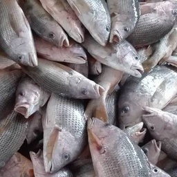 Fresh&Frozen Seafood