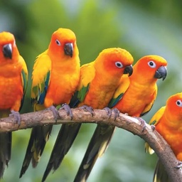 Parrot Traders Pakistan