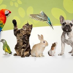 Pets Market