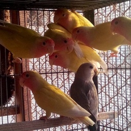 Lalokhait Pet Market