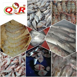 Fresh&Frozen Seafood