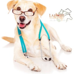 Lahore Veterinary Clinic - LVC
