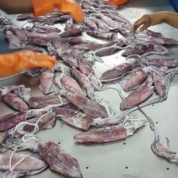 International Fisheries Pak (Pvt) Ltd.