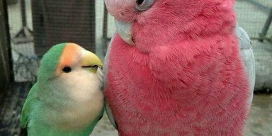 Alhafiz BIRD SHOP