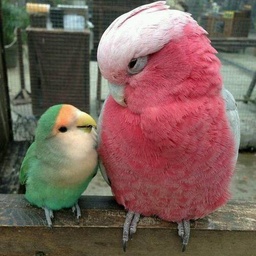 Alhafiz BIRD SHOP