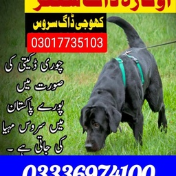 Army dog center Peshawar