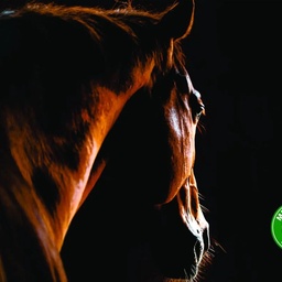 Mega Horse Saddlery